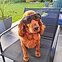 brown_dog, canine, chair, collar, dog, funny, furniture, garden, greenery, leisure, outdoor, pavement, pet, plant_pot, portrait, reflection, relaxing, summer, sunglasses, sunlight