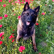 Ural participe au concours pour gagner de l'argent avec cette photo : animal, canine, colorful, dog, flower_field, german_shepherd, grass, greenery, happy, nature, outdoor, pet, poppies, portrait, sitting, spring, summer, sunlight, tongue_out, wildflowers