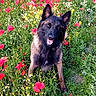 animal, canine, colorful, dog, flower_field, german_shepherd, grass, greenery, happy, nature, outdoor, pet, poppies, portrait, sitting, spring, summer, sunlight, tongue_out, wildflowers