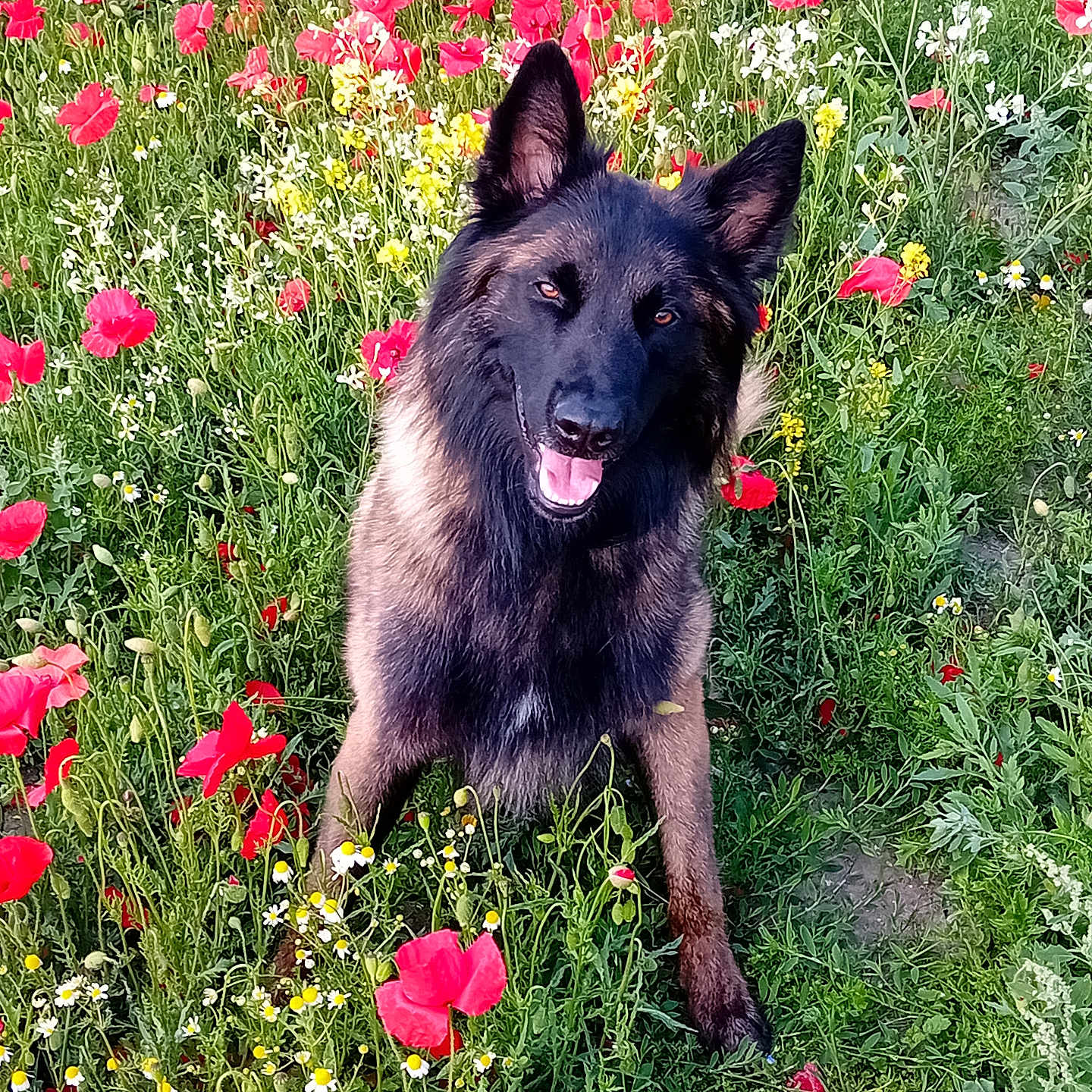 Ural participe au concours pour gagner de l'argent avec cette photo : animal, canine, colorful, dog, flower_field, german_shepherd, grass, greenery, happy, nature, outdoor, pet, poppies, portrait, sitting, spring, summer, sunlight, tongue_out, wildflowers