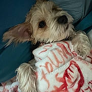 Meeko is registered to the contest to win money with this photo: bed, bedding, blanket, closeup, cozy, cute, dog, ear, eyes, fur, indoor, lying_down, nose, paw, pillow, portrait, puppy, sleepy, snuggle, soft