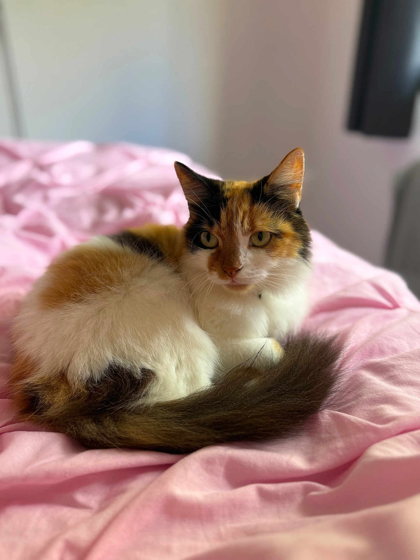 Fluffball is registered to the contest to win money with this photo: cat, calico_cat, animal, pet, feline, fur, bed, pink_bedspread, indoor, resting, cute, fluffy, whiskers, tail, ears, eyes, soft, cozy, domestic, relaxed