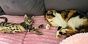 Fluffball is registered to the contest to win money with this photo: cat, kitten, calico_cat, tabby_cat, pet, animal, feline, cozy, blanket, couch, indoor, relaxed, resting, fur, stretching, cute, domestic_animal, pink, gray, comfortable