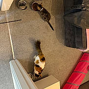 Fluffball is registered to the contest to win money with this photo: cat, carpet, food_bowl, water_bowl, indoor, furniture, chair, jacket, pet_toy, red_tunnel, calico_cat, tabby_cat, feeding, floor, home, cozy, living_room, pet, animal, domestic