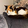 Fluffball is registered to the contest to win money with this photo: cat, calico, animal, pet, feline, resting, sleepy, fur, couch, indoor, cozy, soft, relaxed, closeup, domestic, whiskers, ears, tail, comfort, furniture