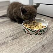 Scar is registered to the contest to win money with this photo: kitten, cat, food, bowl, floor, kitchen, pet, animal, fur, eating, close_up, cute, indoor, young, domestic, mammal, small, brown, whiskers, playful