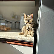 Mufasa joined the competition — help win amazing prizes! animal, cat, countertop, curious, cute, domestic, ears, feline, indoor, kitchen, kitten, looking, pet, shadow, sitting, small, sunlight, tabby, whiskers, young