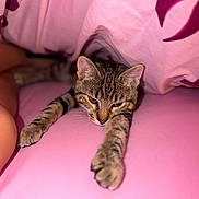 Mufasa joined the competition — help win amazing prizes! animal, bed, cat, cozy, cute, domestic_cat, ears, feline, fur, indoor, mammal, paws, pet, pink_bedspread, relaxed, resting, sleepy, stretching, tabby, whiskers