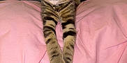 Mufasa is registered to the contest to win money with this photo: alert, bell, cat, closeup, collar, cute, ears, feline, fur, indoor, kitten, paws, pet, pink_blanket, resting, soft_texture, stretching, striped, tabby, whiskers