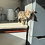 kitten, cat, tabby, pet, kitchen, countertop, domestic, sunlight, shadow, appliance, fridge, curious, young, feline, indoor, striped, whiskers, mouth_open, playful, small