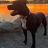 Vayana a rejoint le concours — aidez-le/la à gagner de superbes lots ! black_coat, canine, collar, dog, evening, grass, horizon, lake, orange_sky, outdoor, paws, pet, portrait, rocks, shore, silhouette, smile, sunset, water, white_chest