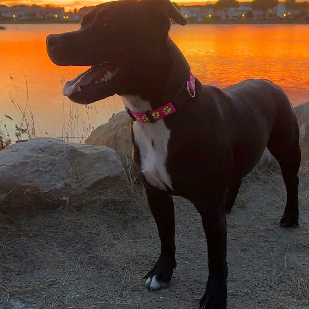 Vayana a rejoint le concours — aidez-le/la à gagner de superbes lots ! black_coat, canine, collar, dog, evening, grass, horizon, lake, orange_sky, outdoor, paws, pet, portrait, rocks, shore, silhouette, smile, sunset, water, white_chest