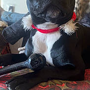 Vayana participe au concours pour gagner de l'argent avec cette photo : adorable, black_dog, chew_toy, close_up, couch, dog, eyes, fabric, fur, household, indoor, nose, patterned_blanket, paw, pet, playful, portrait, red_collar, sitting, snout