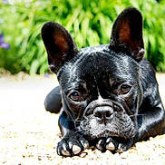 Bourguigneau participe au concours pour gagner de l'argent avec cette photo :