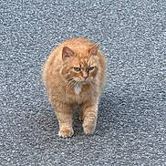 Rokye participe au concours pour gagner de l'argent avec cette photo : cat, ginger_cat, walking, asphalt, road, outdoor, animal, pet, feline, fur, orange, street, confident, focused, walking_towards_camera, single_animal, nature, daytime, mammal, whiskers