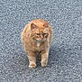 cat, ginger_cat, walking, asphalt, road, outdoor, animal, pet, feline, fur, orange, street, confident, focused, walking_towards_camera, single_animal, nature, daytime, mammal, whiskers