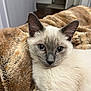 animal, blanket, blue_eyes, cat, close_up, cozy, cute, domestic, ears, feline, fur, indoor, kitten, pet, relaxed, resting, siamese_cat, soft, whiskers, young