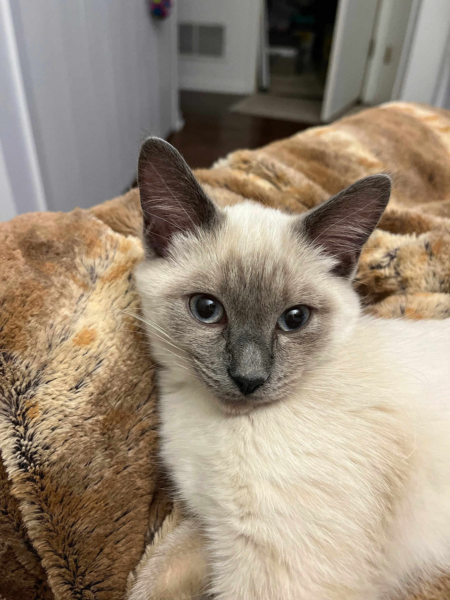 Don Ho joined the competition — help win amazing prizes! animal, blanket, blue_eyes, cat, close_up, cozy, cute, domestic, ears, feline, fur, indoor, kitten, pet, relaxed, resting, siamese_cat, soft, whiskers, young