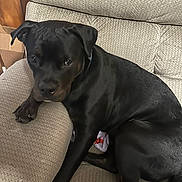 Mooskee is registered to the contest to win money with this photo: animal, black_dog, brown_markings, collar, couch, cushion, dog, floppy_ears, glossy_coat, indoor, living_room, lying_down, paws, pet, portrait, puppy, relaxed, short_hair, sitting, sofa