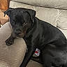 animal, black_dog, brown_markings, collar, couch, cushion, dog, floppy_ears, glossy_coat, indoor, living_room, lying_down, paws, pet, portrait, puppy, relaxed, short_hair, sitting, sofa
