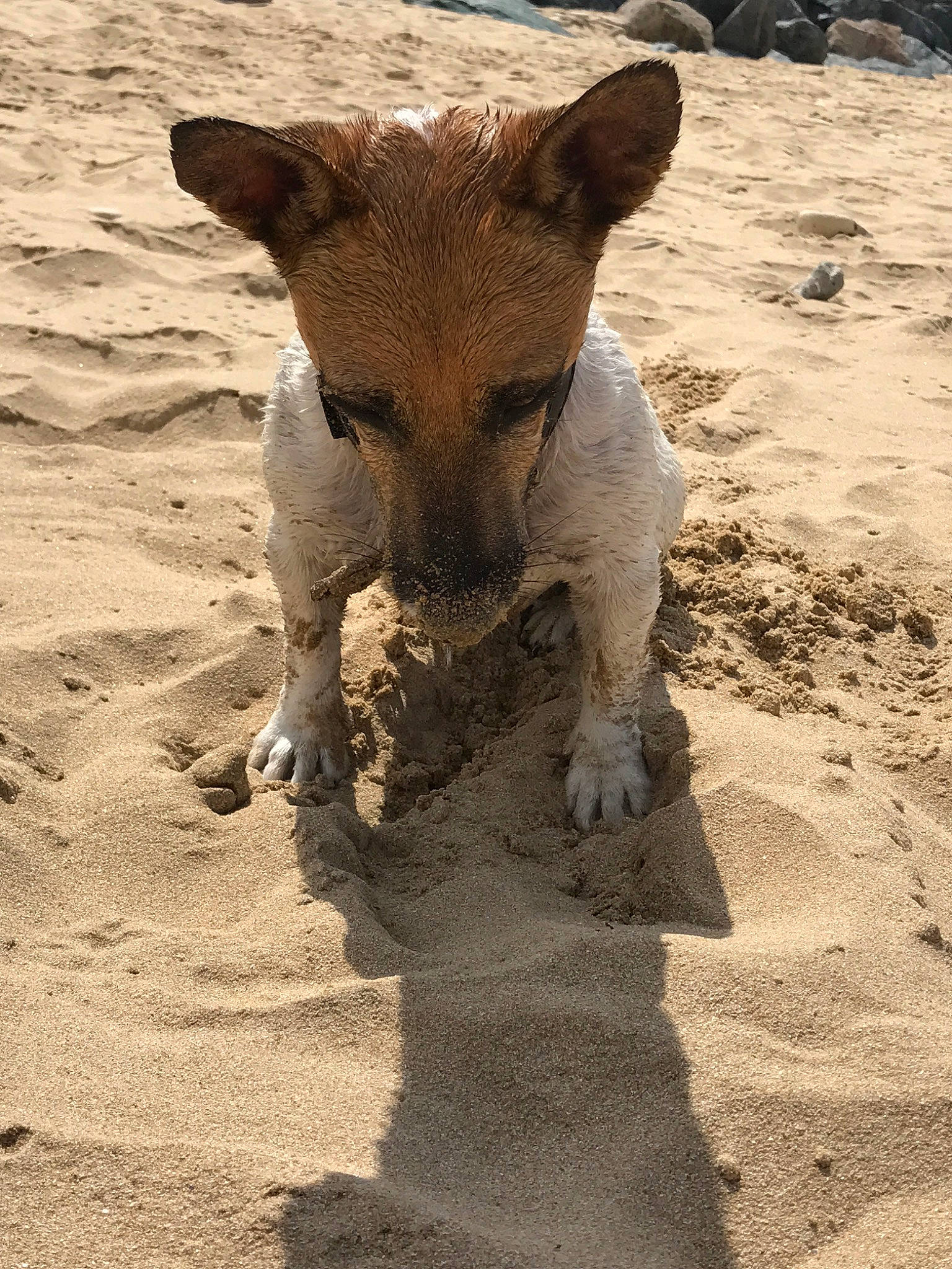 Coffee participe au concours pour gagner de l'argent avec cette photo : canidae, carnivore, dog, dog_breed, fawn, snout, street_dog