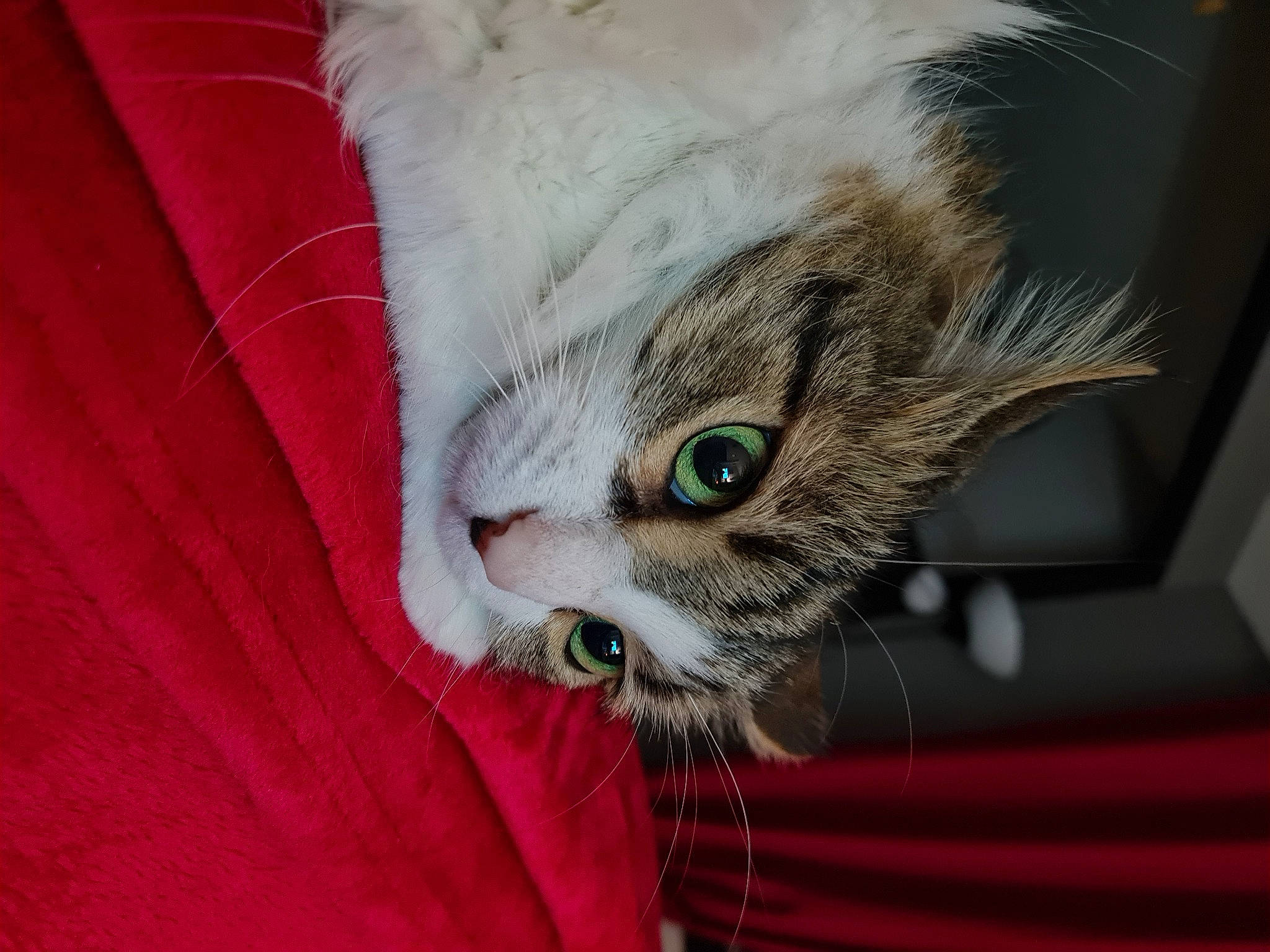 Caprice participe au concours pour gagner de l'argent avec cette photo : carnivore, cat, claw, comfort, domestic_short_haired_cat, ear, event, eye, eyelash, fawn, felidae, fur, iris, paw, small_to_medium_sized_cats, snout, tail, textile, whiskers, window