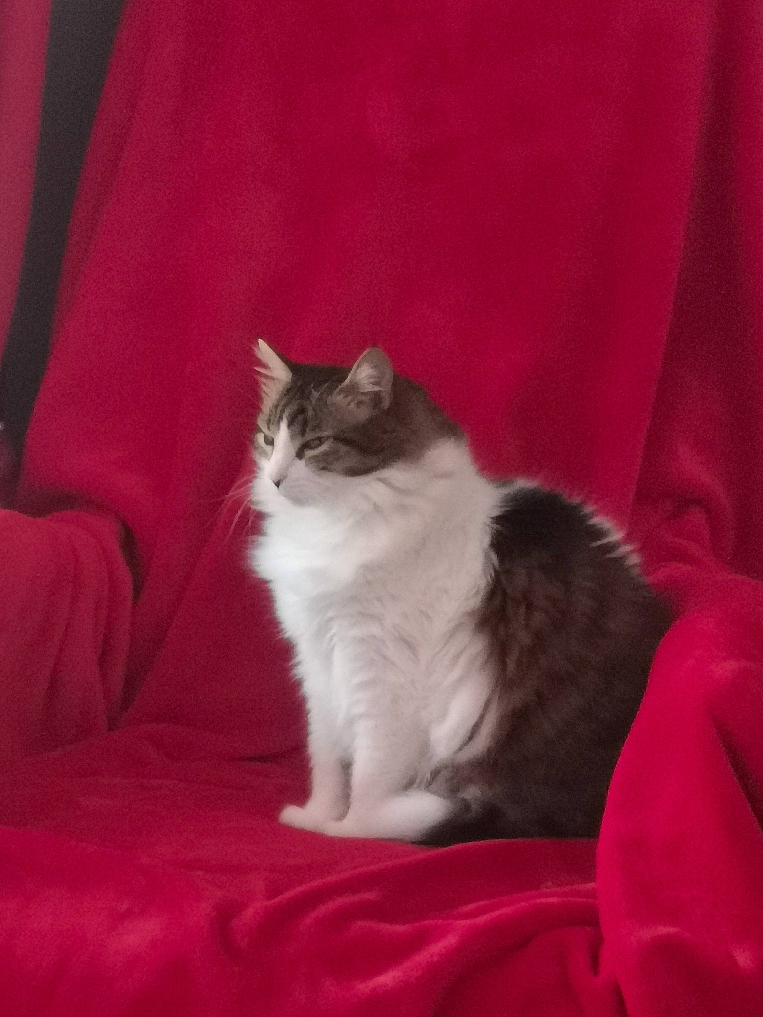 Caprice participe au concours pour gagner de l'argent avec cette photo : carnivore, cat, comfort, darkness, domestic_short_haired_cat, felidae, flooring, fur, human_leg, linens, magenta, paw, plant, sitting, small_to_medium_sized_cats, snout, tail, velvet, whiskers