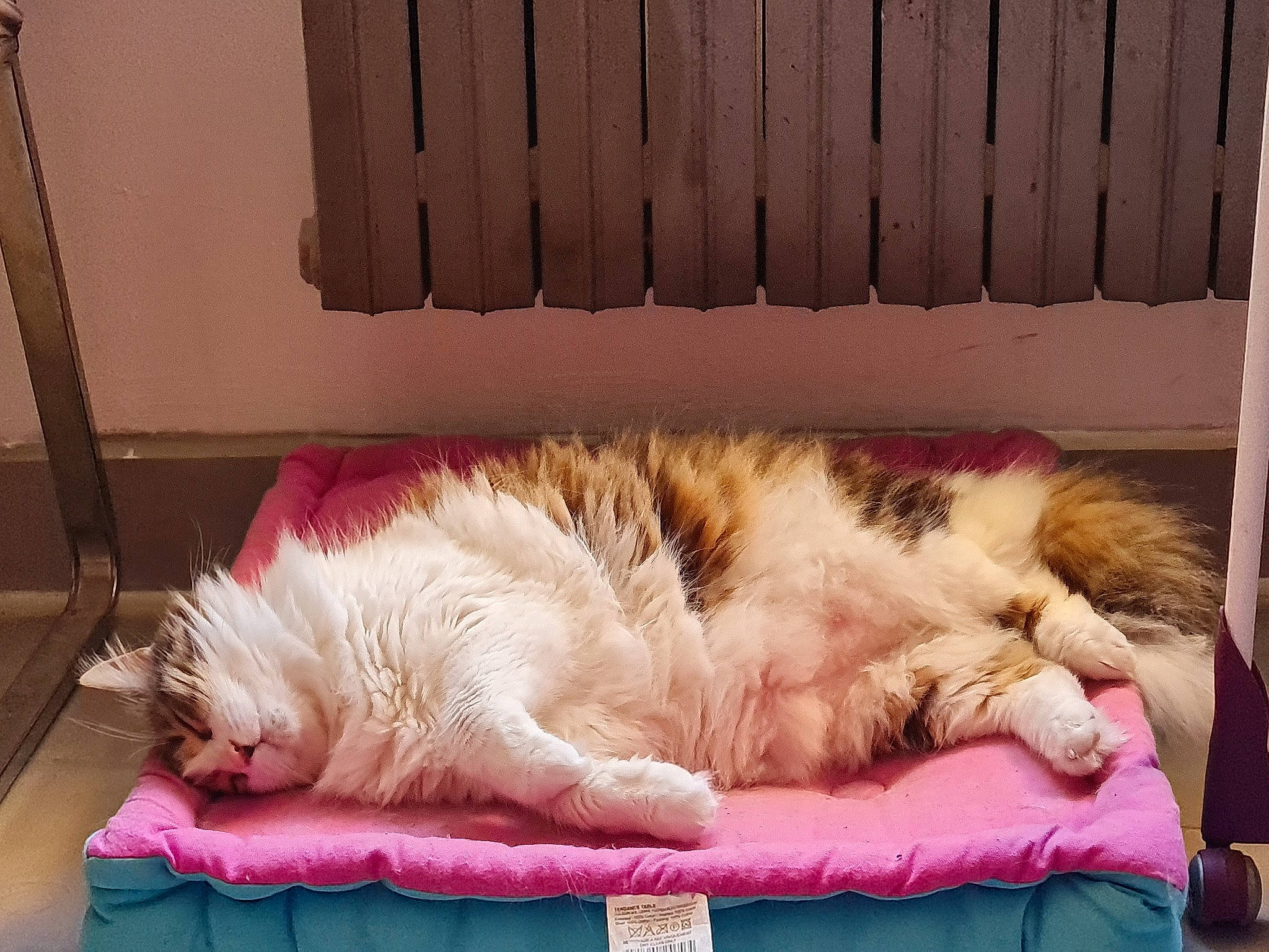 Caprice participe au concours pour gagner de l'argent avec cette photo : bed, bedding, carnivore, cat, cat_bed, comfort, companion_dog, dog_breed, fawn, felidae, fur, furniture, linens, paw, room, small_to_medium_sized_cats, tail, textile, whiskers, wood