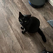 Salem joined the competition — help win amazing prizes! black_cat, cat, cleaning_device, cords, curious, domestic_animal, floor, flooring, green_eyes, household_items, indoor, looking_up, nike_shoe, paw, pet, plastic_container, robot_vacuum, sneaker, tail, wooden_floor