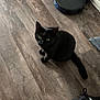 black_cat, cat, cleaning_device, cords, curious, domestic_animal, floor, flooring, green_eyes, household_items, indoor, looking_up, nike_shoe, paw, pet, plastic_container, robot_vacuum, sneaker, tail, wooden_floor