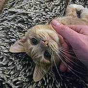 Baby Thor is registered to the contest to win money with this photo: cat, pet, hand, whiskers, blanket, fur, close_up, texture, cozy, playful, animal, domestic, cute, relaxing, indoor, soft, feline, friendly, touch, comfort