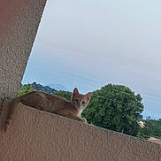 Simba participe au concours pour gagner de l'argent avec cette photo : cat, orange_tabby, balcony, outdoor, sky, tree, power_lines, texture, curious, animal, pet, feline, resting, nature, daytime, wall, looking, young_cat, ears, whiskers