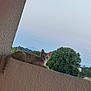 cat, orange_tabby, balcony, outdoor, sky, tree, power_lines, texture, curious, animal, pet, feline, resting, nature, daytime, wall, looking, young_cat, ears, whiskers