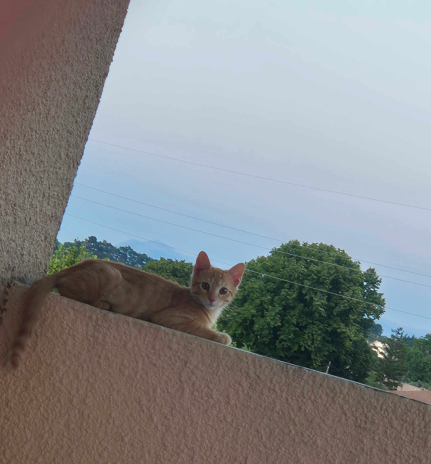 Simba