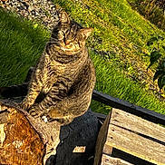 Buddy is registered to the contest to win money with this photo: animal, cat, daylight, domestic_cat, feline, fur, grass, greenery, mammal, nature, outdoor, pet, relaxing, sitting, sunlight, sunny, tabby, tree_stump, whiskers, wooden_crate