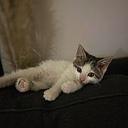 Watson participe au concours pour gagner de l'argent avec cette photo : abyssinian, angora, animal, cat, kitten, manx, person, pet, siamese, sleeping, white