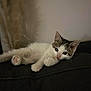 abyssinian, angora, animal, cat, kitten, manx, person, pet, siamese, sleeping, white