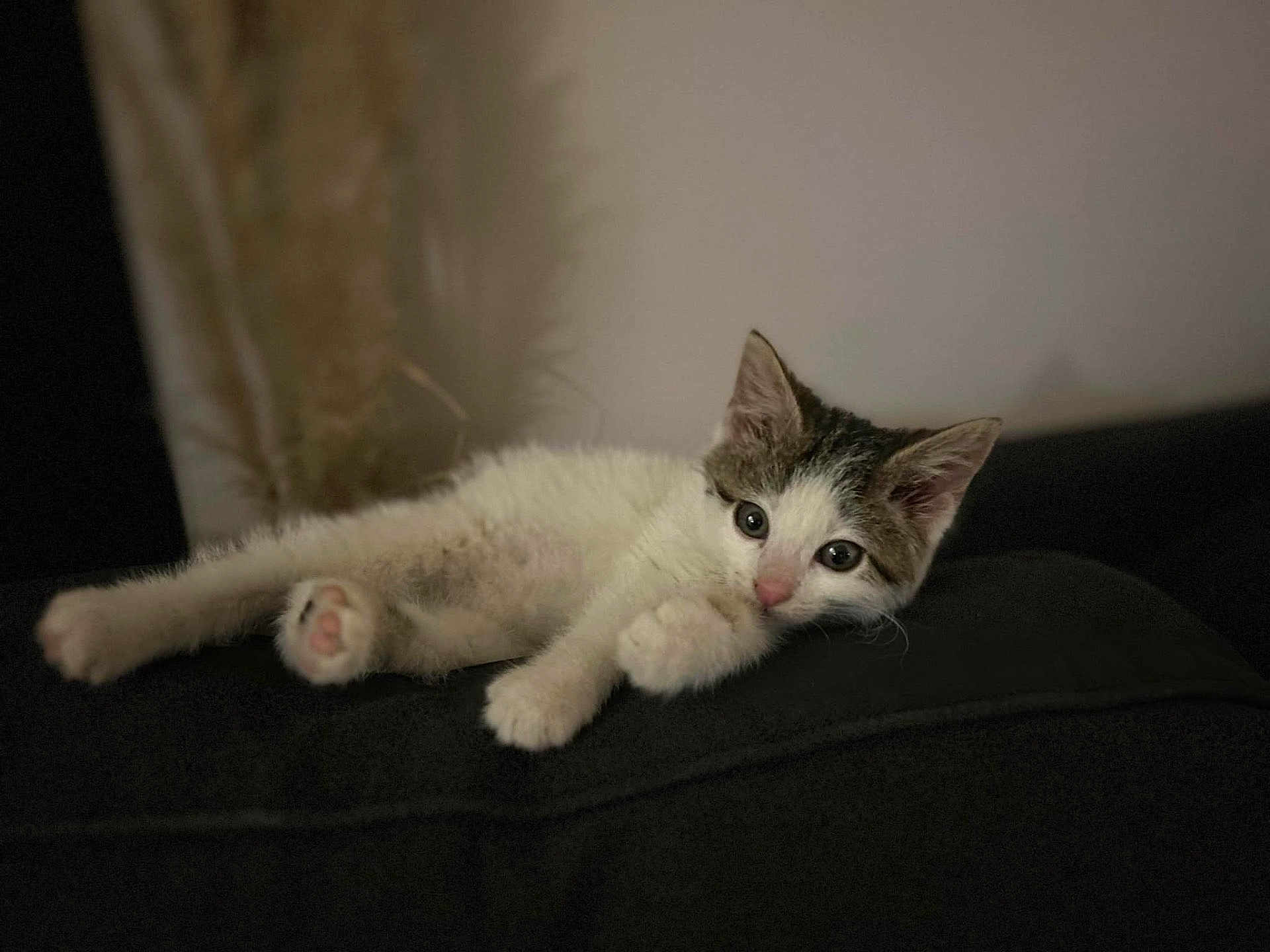 Watson participe au concours pour gagner de l'argent avec cette photo : abyssinian, angora, animal, cat, kitten, manx, person, pet, siamese, sleeping, white
