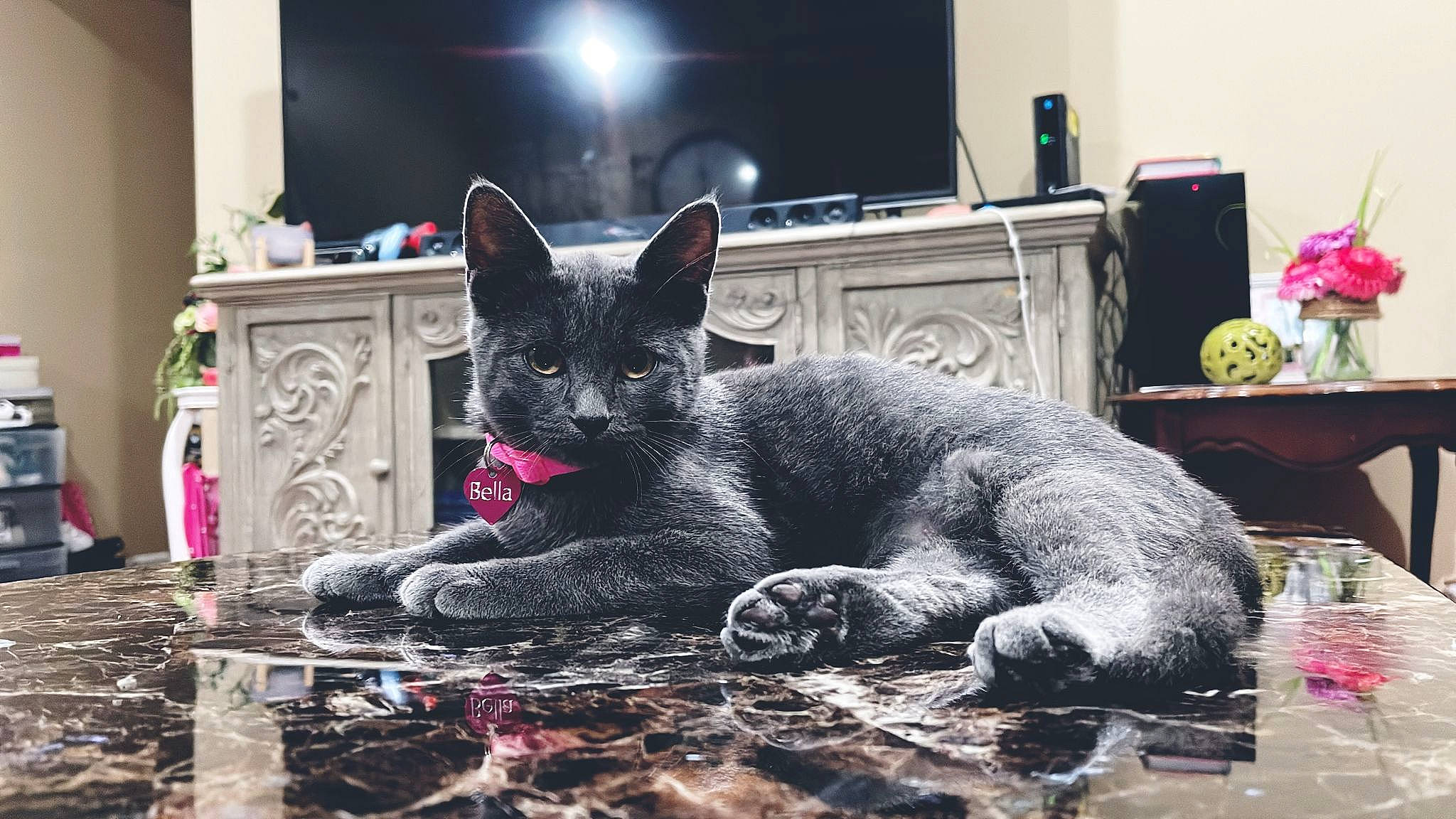 Bela joined the competition — help win amazing prizes! art, black_cat, bombay, carnivore, cat, claw, comfort, dog_breed, domestic_short_haired_cat, felidae, fur, grey, paw, purple, russian_blue, sitting, small_to_medium_sized_cats, snout, tail, whiskers