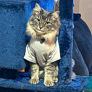 Shadow joined the competition — help win amazing prizes! cat, feline, pet, indoor, cat_tree, blue, shirt, gray_cat, fur, curious, animal, cute, cozy, domestic, sitting, portrait, furry, whiskers, collar, household