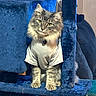 cat, feline, pet, indoor, cat_tree, blue, shirt, gray_cat, fur, curious, animal, cute, cozy, domestic, sitting, portrait, furry, whiskers, collar, household