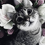 Kiki participe au concours pour gagner de l'argent avec cette photo : cat, tabby_cat, flower, rose, bouquet, close_up, pet, animal, whiskers, face, fur, nature, plant, cute, portrait, indoor, curious, black_and_white, soft_light, background