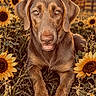 dog, labrador, chocolate_dog, pet, animal, portrait, close_up, sunflowers, flowers, garden, field, outdoors, nature, sunset, golden_hour, brown_fur, floppy_ears, happy, sitting, photography