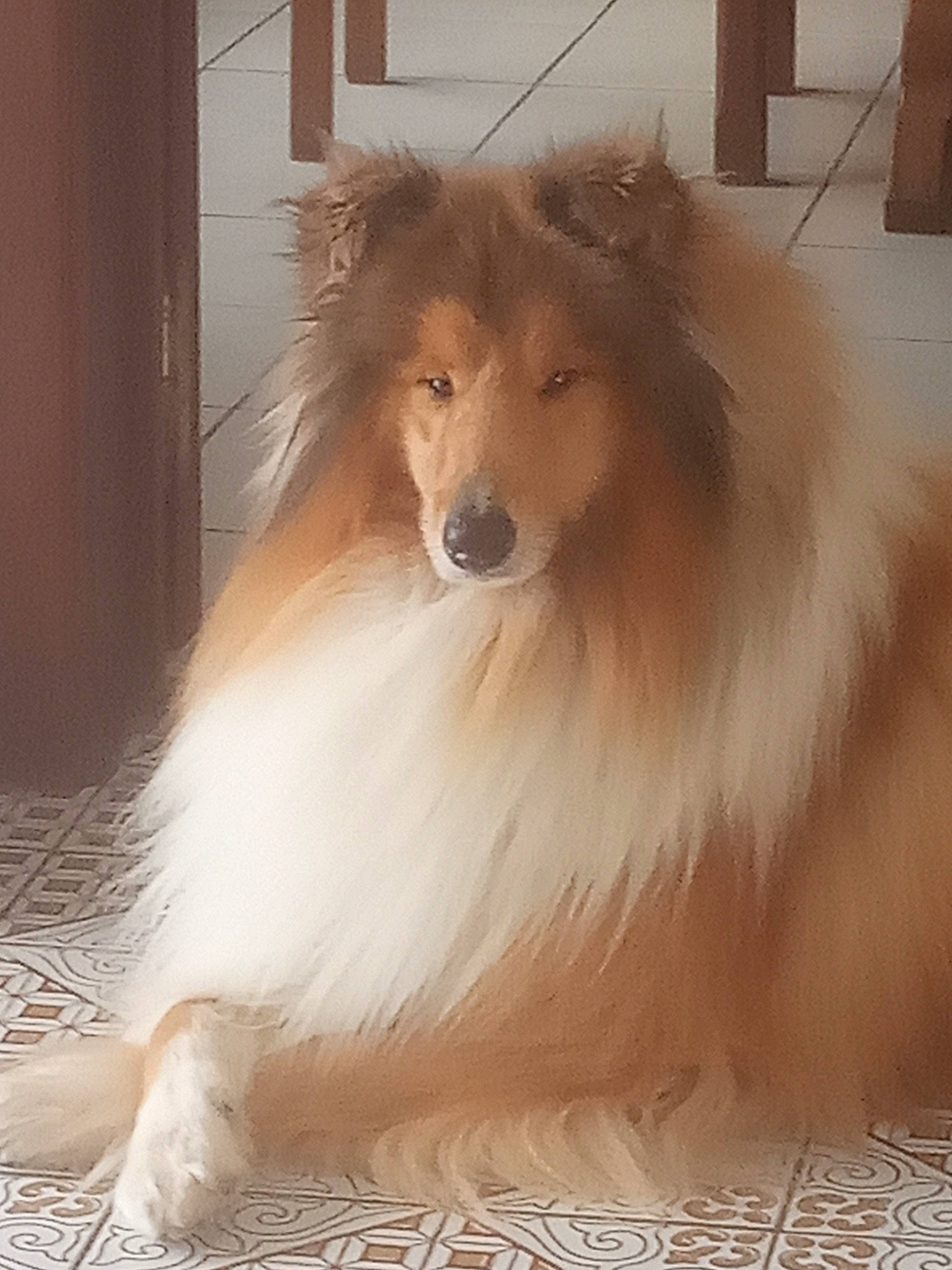 Sultan Du Bois Des Amazones participe au concours pour gagner de l'argent avec cette photo : canidae, carnivore, collie, companion_dog, dog, dog_breed, fawn, fur, liver, pet_supply, rough_collie, shetland_sheepdog, snout, terrestrial_animal, whiskers, working_animal