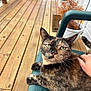 animal, cat, chair, close_up, daylight, deck, domestic_animal, eyes, fur, garden, green_chair, hand, nature, outdoor, pet, potted_plants, relaxing, tortoiseshell_cat, whiskers, wooden_floor
