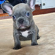 Gucci is registered to the contest to win money with this photo: animal, bed, blanket, canine, cute, dog, ears, eyes, face, french_bulldog, fur, home, indoor, looking, nose, pet, puppy, resting, whiskers, young