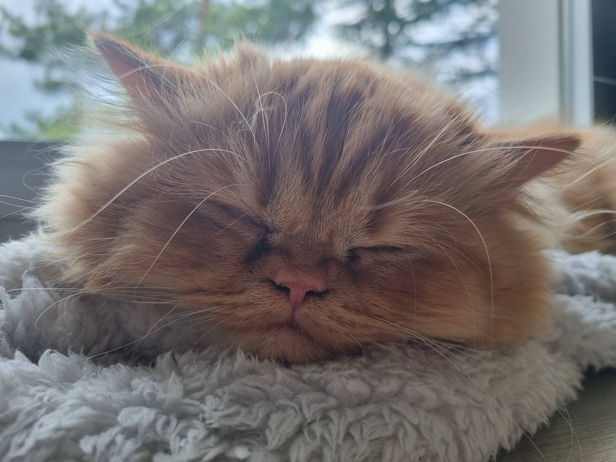 Ténor participe au concours pour gagner de l'argent avec cette photo : carnivore, cat, close_up, comfort, eye, fawn, felidae, fur, hair, head, nap, natural_material, small_to_medium_sized_cats, snout, whiskers
