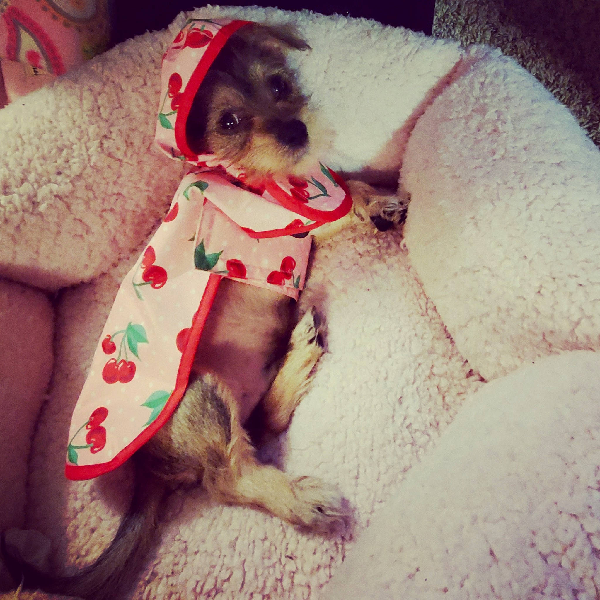 Lil Hank joined the competition — help win amazing prizes! canidae, carnivore, collar, companion_dog, dog, dog_breed, dog_clothes, dog_collar, dog_supply, maltepoo, pet_supply, puppy, small_terrier, snout, sporting_group, stuffed_toy, toy, toy_dog, vertebrate, working_animal