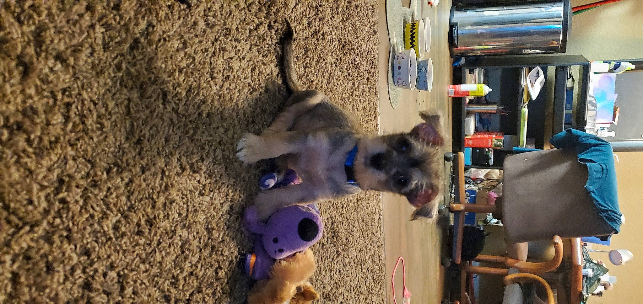 Lil Hank is registered to the contest to win money with this photo: baby_toys, beige, canidae, carnivore, companion_dog, dog, dog_breed, dog_supply, dog_toy, fawn, fur, pet_supply, plush, puppy, snout, sporting_group, stuffed_toy, teddy_bear, toy, working_animal