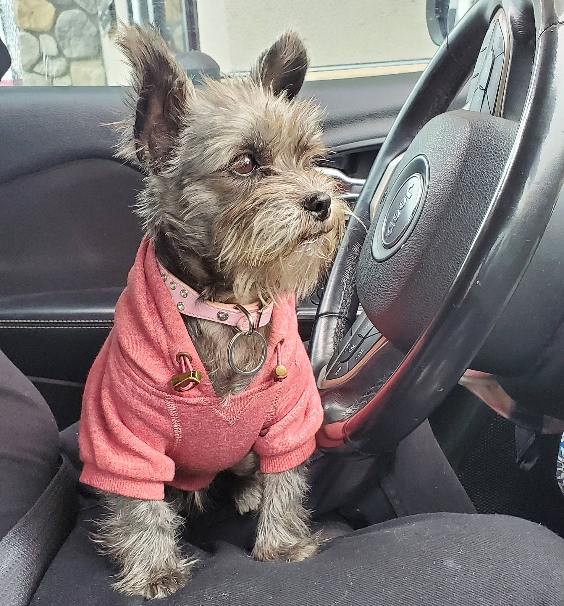 Luna is registered to the contest to win money with this photo: automotive_window_part, canidae, car_seat, carnivore, collar, companion_dog, dog, dog_breed, dog_clothes, dog_supply, pet_supply, small_terrier, snout, steering_part, steering_wheel, terrier, toy_dog, vehicle_door, vertebrate, windshield